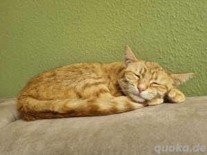 rote Katzendame sucht ein liebevolles Zuhause 