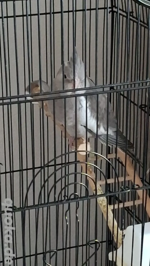 Nymphensittiche zu verkaufen !!!