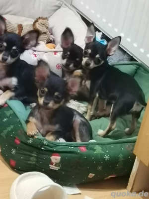Prager rattler chihuahua Mix welpen 