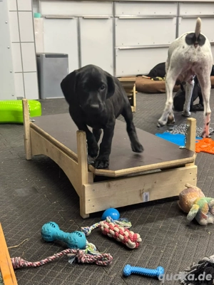 DK x BGS Welpen suchen ein Zuhause