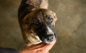 Unser Sternchen ist Sterretje