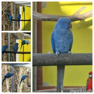 Halsbandsittiche 4.0 aus 2025