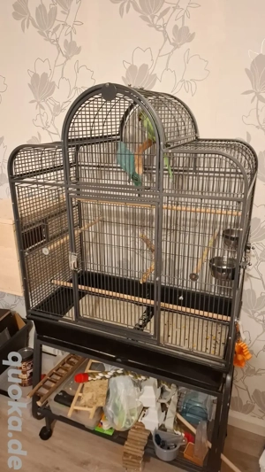 Indische Halsbandsittiche zu  verkaufen Pärchen !!!