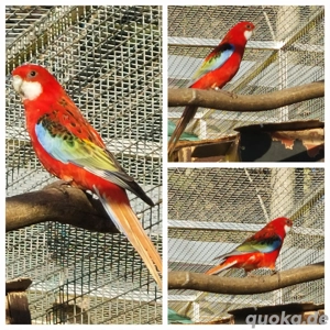 Rosella 2.1