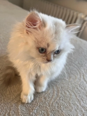 Perserkatzen kitten abzugeben