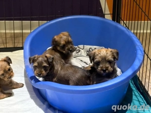 Yorkshire, Terrier Welpen