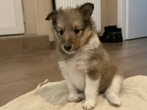 Hübsche Sheltiewelpen