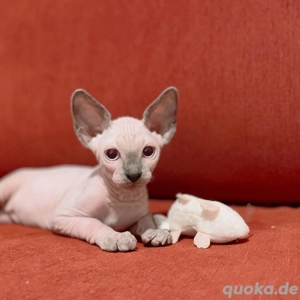 Männliche Sphynx-Kätzchen