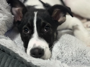 Mars sucht seine Familie für immer 