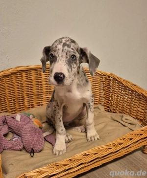 Deutsche Dogge Welpen 
