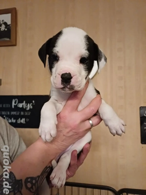 Labrador Mischlings Welpe  