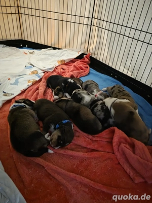 Australien Sheperd Mix Welpen