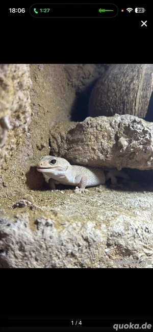 leopardgeckos