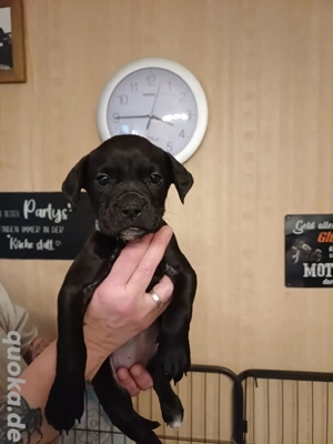 Labrador Mischlings Welpe bullador 