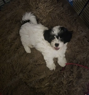 Velpen zum verkaufen.