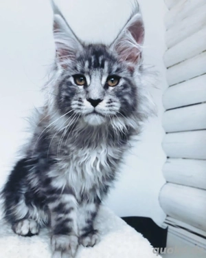 Maine Coon Kätzchen