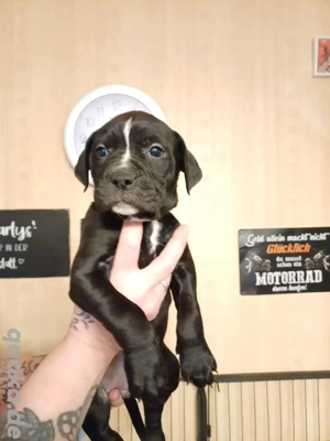 Labrador Mischlings Welpe  Hündin 