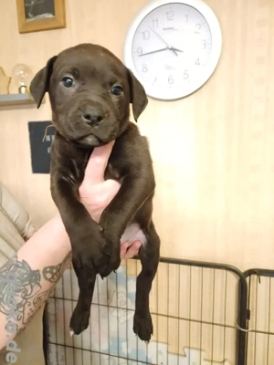 Labrador Mischlings Welpe Rüde 