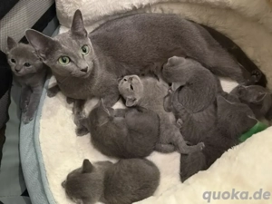 Russisch Blau Kitten  "von Prinzbach " mit exzellentem Stammbaum