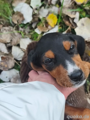 zuckersüßes Hundemädchen Naya