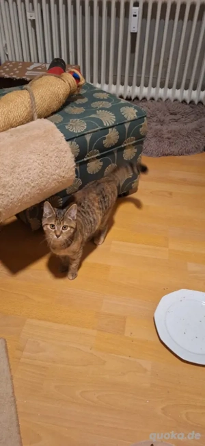 Kitten entwurmt  Bild 2