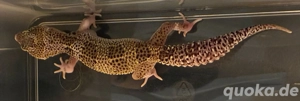 Leopardgecko Weibchen zu Verkaufen 