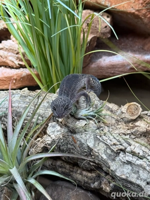 Leopardgecko Weibchen 