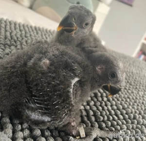 Edelpapageien Stella und Clara suchen ein zuhause