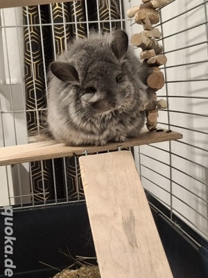 Sußes Chinchilla zu abgeben