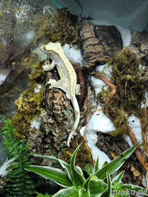 1.0 Kronengecko Pinstripe 