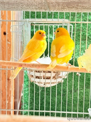 kanarien paar 
