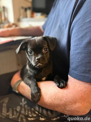 Kleine Cookie(4 Mon,20 cm,2kg) sucht noch Nestwärme