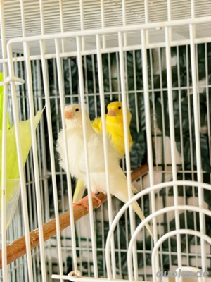 nordholländer kanarien 