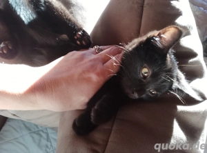 Katzen, geboren am 27.September 2025