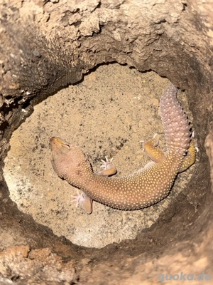 Leopardgecko Weibchen 