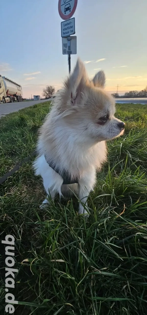 Spitz Chihuahua Mix 1,5 Jahre