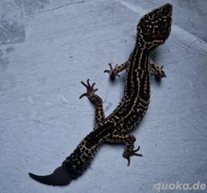 Leopardgecko Weibchen Black Night Mack Snow