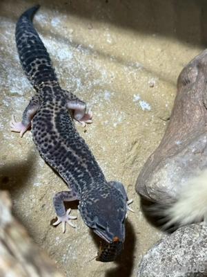 Leopardgecko Weibchen 