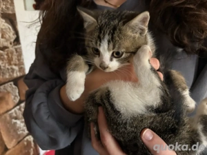 süße Miez abzugeben 