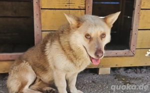 Ruhiges Zuhause für sanftmütigen Bummi