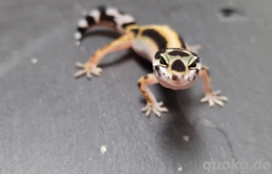 Leopardgecko Weibchen Bold Stripe