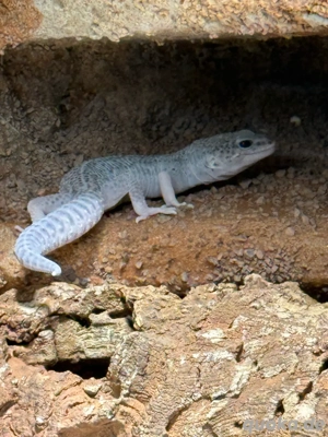 6x Leopardgecko Weibchen auch einzeln 