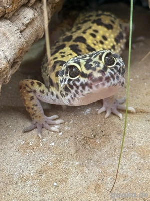 Leopardgecko Weibchen 