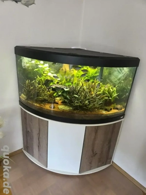 !! Schönes Eckaquarium von Fluval!!
