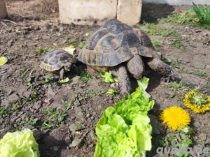 3 maurische Landschildkröten 