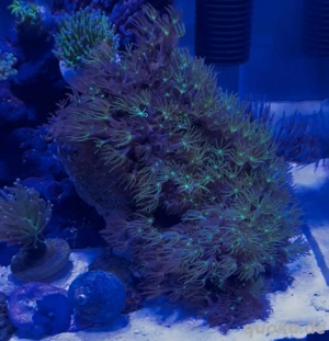 Koralle avularia viridis 