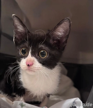 Babykatze mädchen sehr zahm 9 wochen alt 