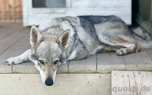 Intelligente und anmutige Tia sucht ländliches Zuhause