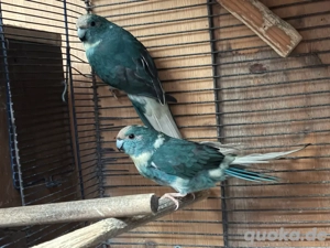 Zigensittiche ein paar