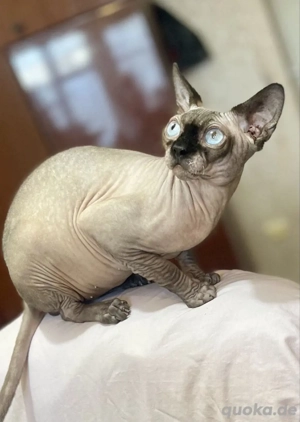 Canadian Sphynx Kater Bild 2
